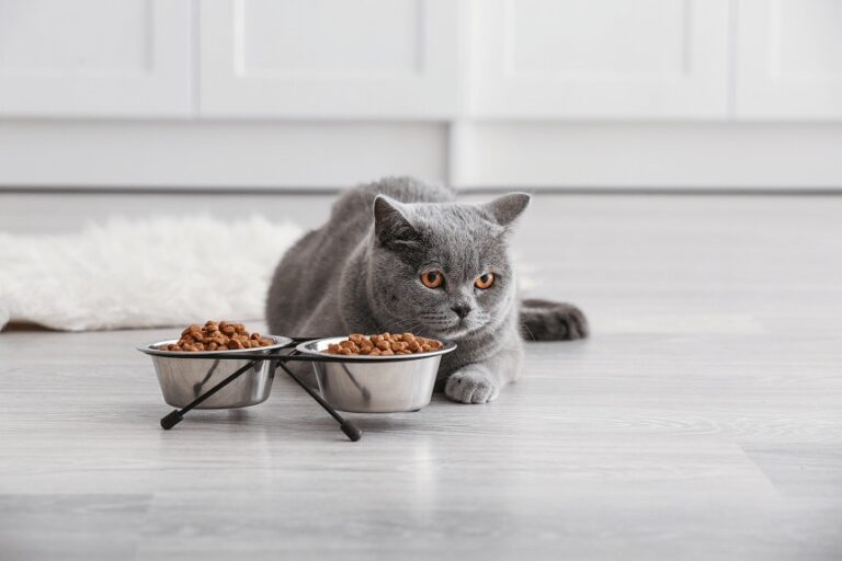 British shorthair
