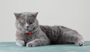 British shorthair
