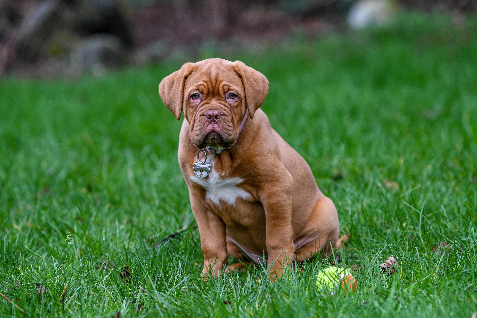 chiens français : Dogue de Bordeaux