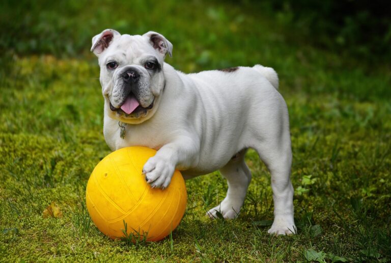 faire garder son chien