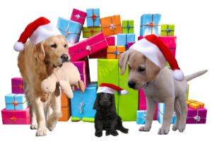 cadeaux pour chiens
