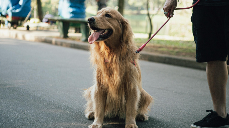 Image de couverture Balade chien Nord