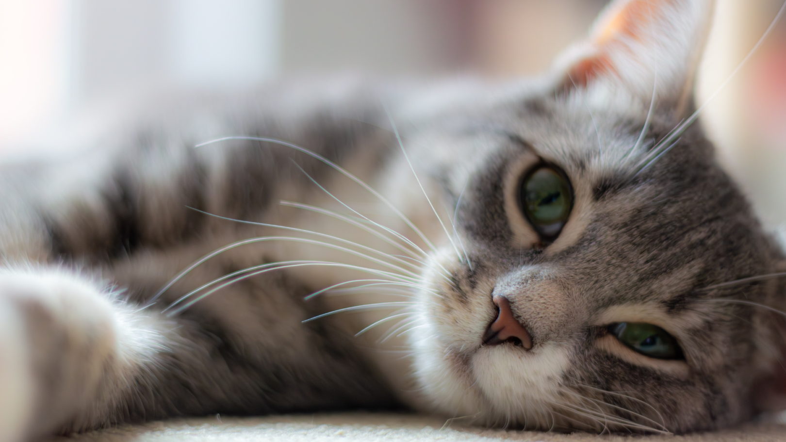 Cat sitter Lille image de couverture