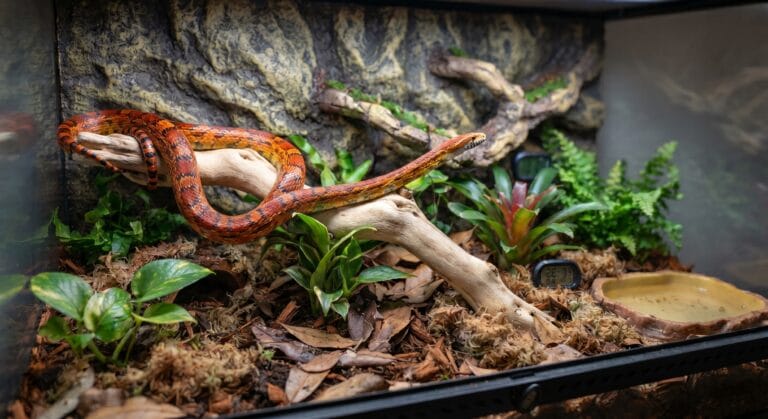 vous avez pour projet d'acheter un serpent. Voici un serpent majestueux enroulé