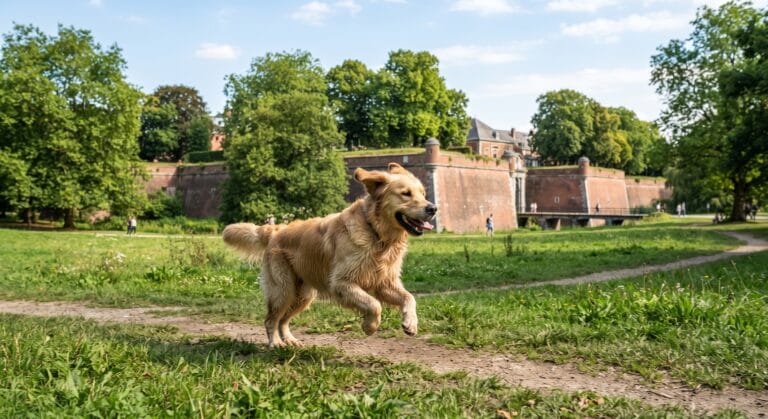 Un chien joyeux en liberté dans un parc chien Lille aménagé et sécurisé.