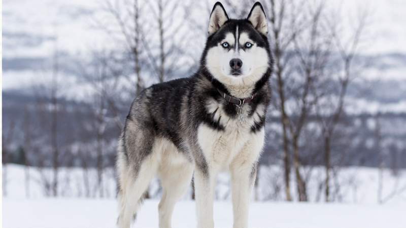 illustration de l'un des chiens le plus dangereux du monde : Husky sibérien