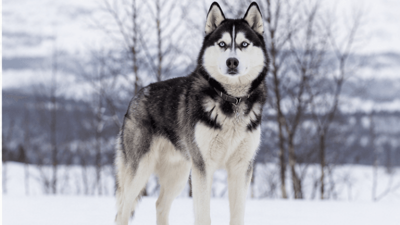 illustration de l'un des chiens le plus dangereux du monde : Husky sibérien