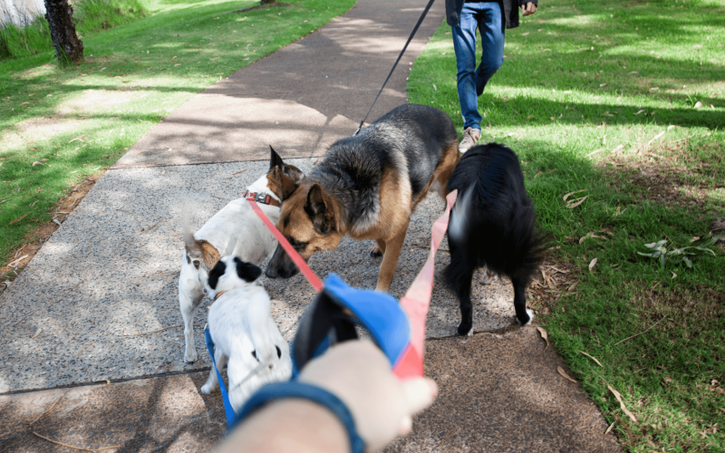 Balade chien Lille : socialisation avec d'autres chiens