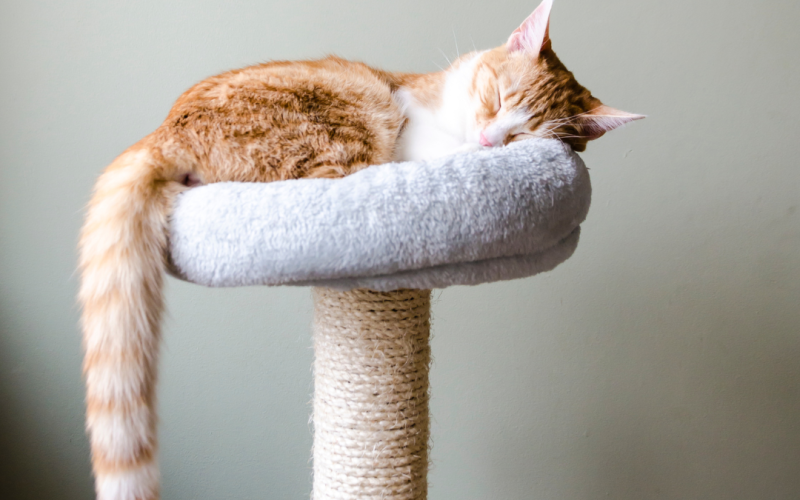 Cat sitter Lille