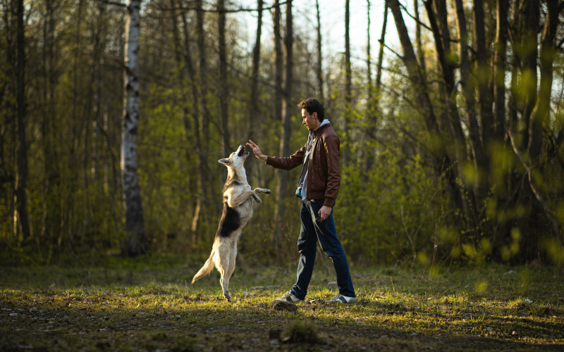 devenir petsitter Lille