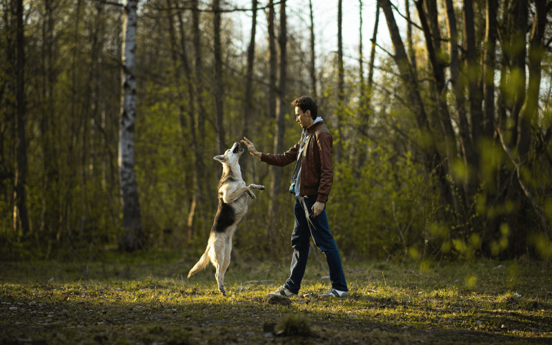 devenir petsitter Lille
